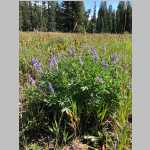 <i>Lupinus caudatus</i> Kellogg (Fabaceae) "Tailcup Lupine"