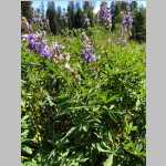 <i>Lupinus caudatus</i> Kellogg (Fabaceae) "Tailcup Lupine"