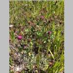 <i>Trifolium pratense</i> L. (Fabaceae) "Red Clover" - the above three plants were in a meadow along the Continental Divide Trail near FR400