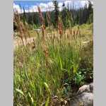 <i>Bromus pumpellianus</i> Scribn. (Poaceae) "Pumpelly's Brome" - the above two grasses came from the Seedhouse CG Routt Natl Forest (next to an outhouse)