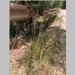 <i>Agrostis gigantea</i> Roth (Poaceae) "Redtop Bent" - Dorn and Skinner call it Agrostis stolonifera L. - this grass came from FR400 where is crosses the North Fork of Elk River