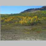 Aspens near Rabbit Ears Pass, Colorado, on the way to Green River, Utah
