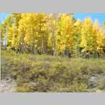 Aspens near Rabbit Ears Pass, Colorado, on the way to Green River, Utah