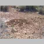 Cryptogamic soil and desert greenery in the Elaterite Basin