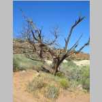 In Big Water Canyon (still Elaterite Basin)