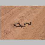 Along Flint Flat with snake in road and Henry Mountains