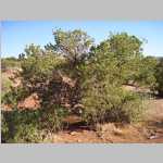 Cleopatra's Chair Campground