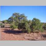 Cleopatra's Chair Campground