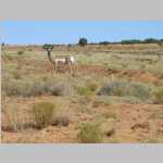 Hans Flat Road, including Pronghorn shots
