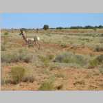 Hans Flat Road, including Pronghorn shots