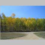 Aspens on the way home to Laramie