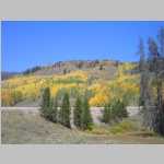 Aspens on the way home to Laramie