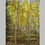 Aspens on the way home to Laramie