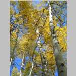Aspens on the way home to Laramie
