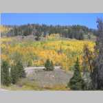 Aspens on the way home to Laramie