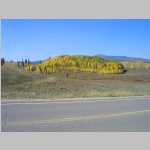 Aspens on the way home to Laramie
