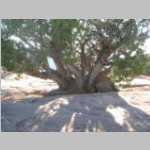 Cool tree at Cleopatra's Chair campsite