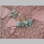 Unknown plant 2