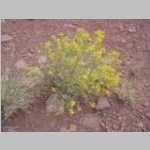 Unknown plant 1