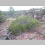 Probably <i>Ephedra viridis</i> var <i>viridis</i> - Green Mormon Tea