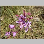 Fireweed at Lake Helen lunch stop