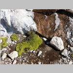 Moss on the ascent of Cloud Pk