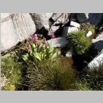 Parry Primrose on the ascent of Cloud Pk
