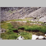 Alpine wet spot about 11000 ft
