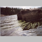 Unknown aquatic in Lake Helen