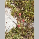 Indian paintbrush (Lake Helen)