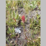 Indian paintbrush near the shore of Lake Helen