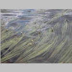 Unknown aquatic plant II