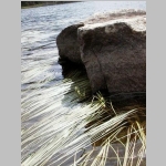 Unknown aquatic plant III