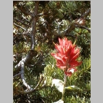 Indian Paintbrush on the Mistymoon Trail.