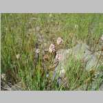 Polygonum sp. in dry pond near camp