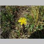 <i>Taraxacum ceratophorum</i> (Ledeb.) DC. (Asteraceae) 