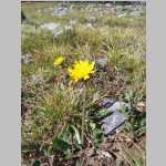 <i>Taraxacum ceratophorum</i> (Ledeb.) DC. (Asteraceae) 
