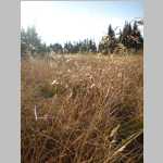 Fall grasses at our campsite