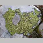 Lichen near camp