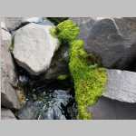 Moss in creek on Dayhike - heading back to camp