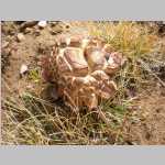 Fungus on Dayhike - heading back to camp