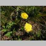 Another dandelion relative shot