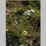 more yarrow