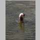 Taking a dip in Washakie Creek