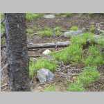 hiking the Pinto Park Trail (Dusky Grouse <i>Dendragapus obscurus</i>)