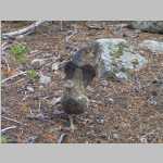 hiking the Pinto Park Trail (Dusky Grouse <i>Dendragapus obscurus</i>)