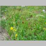  views around camp (with sedges and composites)