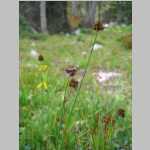  views around camp (with sedges and composites)