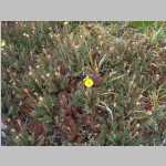 looks like some kind of buttercup