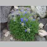 Penstemon (?) on Wind River Peak NE slope
